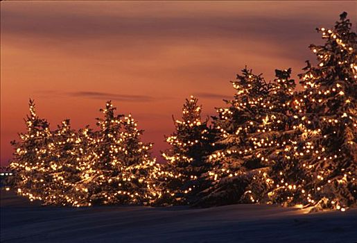 圣诞树,光亮,户外,日落,冬天