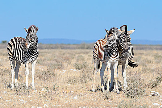白氏斑马,小马,站立,干草,埃托沙国家公园,纳米比亚,非洲