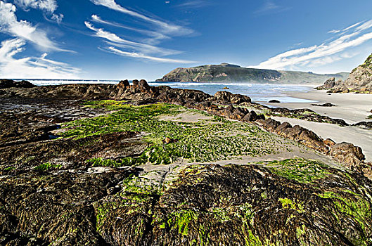 海滩,岩石上,小湾,南岛,新西兰