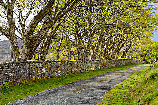 树林,道路,石墙,斯凯岛,苏格兰,英国