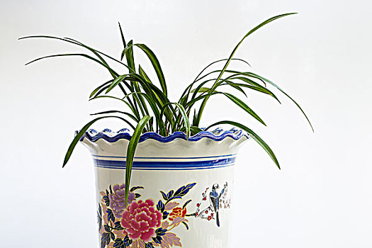 瓷质花盆中的兰草