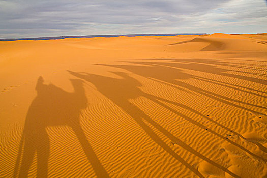 北非,塔菲拉勒特,梅如卡,却比沙丘,影子,单峰骆驼,骆驼,驼队
