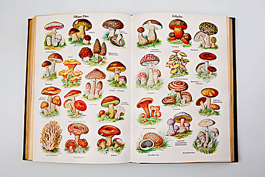 可食,有毒,蘑菇,插画,书本,德国,建议,健康,疾病