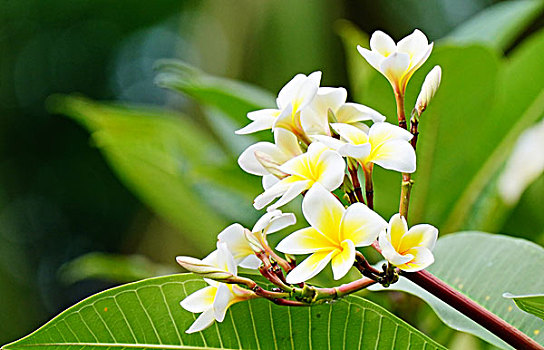 鸡蛋花,花卉,鲜花