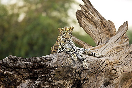 豹,树上,水牛,春天,国家级保护区,肯尼亚