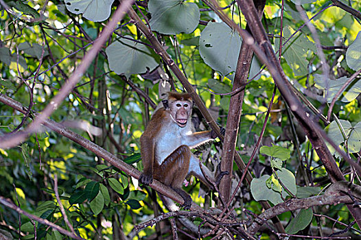 无边帽,短尾猿,弥猴属,坐,枝条,希卡杜瓦,斯里兰卡,亚洲