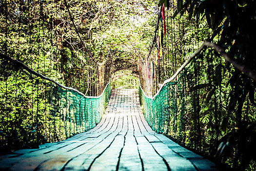 吊桥,红树林,热带森林