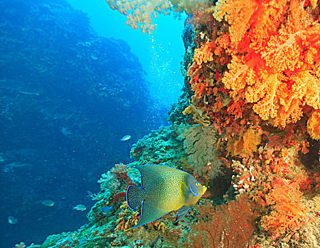 刺蝶鱼,游泳,靠近,橙色,软珊瑚,水,维提岛,斐济,南太平洋
