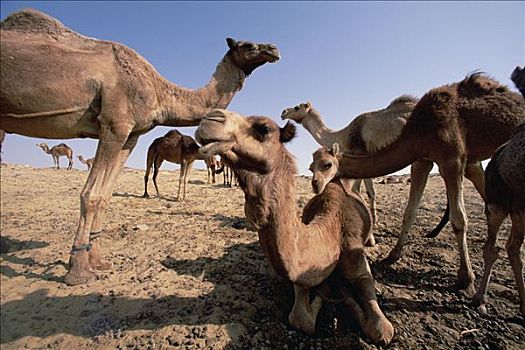 单峰骆驼,骆驼,绿洲,撒哈拉沙漠,埃及