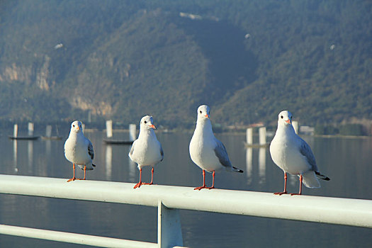 端在栏杆上的四只海鸥