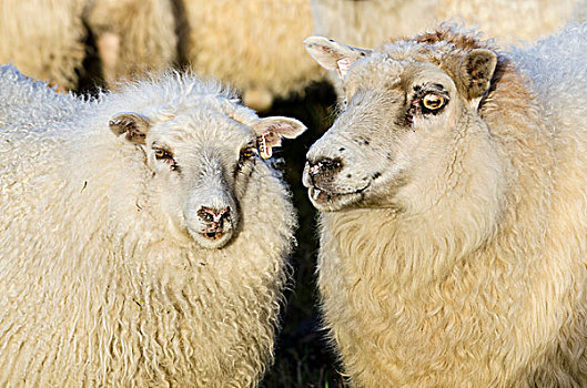 绵羊,羊群,靠近,南方,冰岛,欧洲