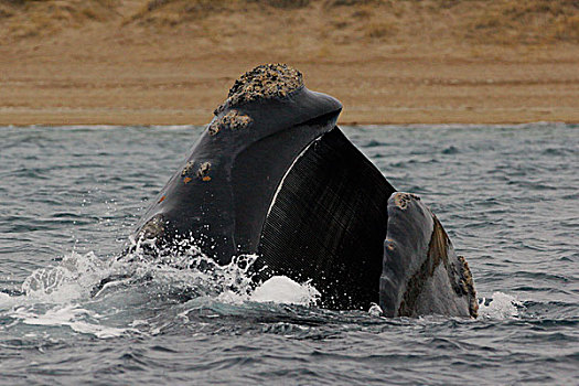南露脊鲸,喂食,水面,展示,鲸须,瓦尔德斯半岛,阿根廷