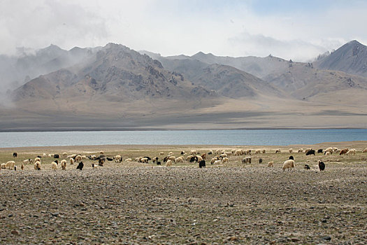新疆画境羊群
