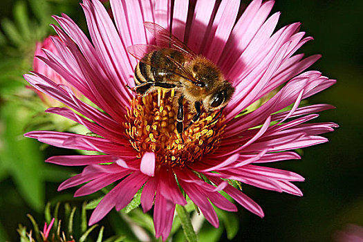 蜜蜂,收集,花粉,粉色