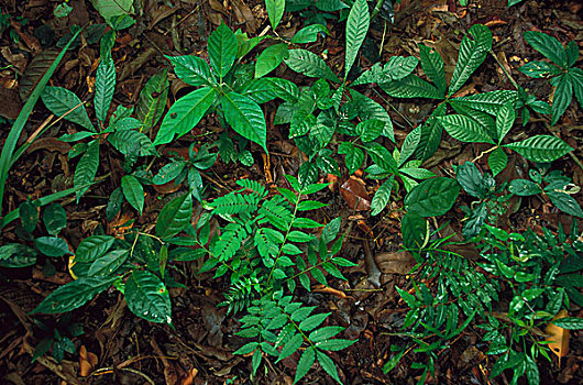 幼苗,林中地面,科罗拉多岛,巴拿马