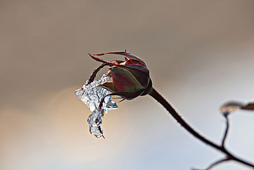 玫瑰,冰雪,冬天