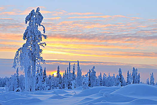 积雪,树,日落,北方,芬兰