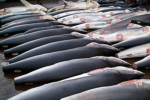 新鲜,抓住,鲨鱼,出售,港口,斯里兰卡,七月,2005年