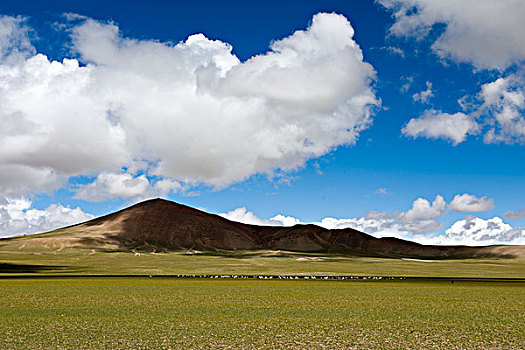 西藏那曲地区羊群