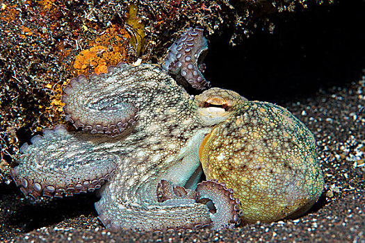 幼兽,常见章鱼,亚速尔群岛,葡萄牙,欧洲