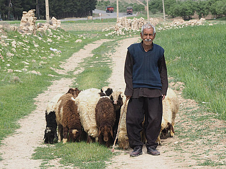 牧羊人,绵羊,扎格罗斯山脉,伊朗,亚洲