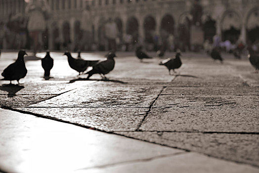 鸽子,圣马可广场,威尼斯