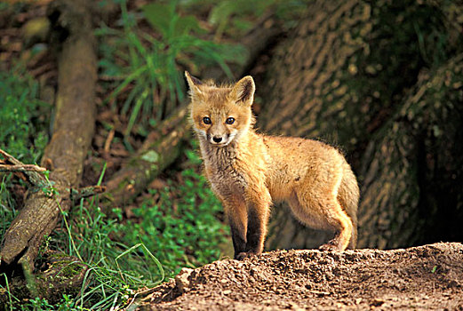 红狐,幼仔,正面,窝,狐属
