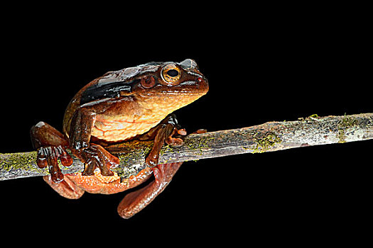 树蛙,亚马逊雨林,国家公园,厄瓜多尔,南美
