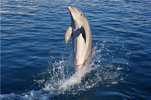 海豚,展示,加勒比海,自然