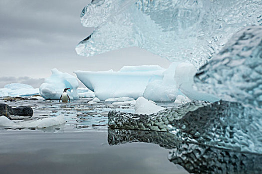 南极,岛屿,巴布亚企鹅,涉水,冰山,浅,泻湖