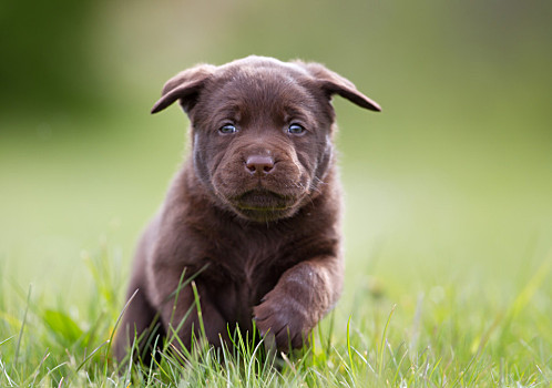 拉布拉多犬,小狗,年轻,褐色,拉布拉多,狗,猎犬,户外,草地