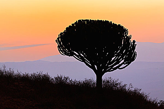 枝状大烛台,树,剪影,日出,恩戈罗恩戈罗火山口,坦桑尼亚