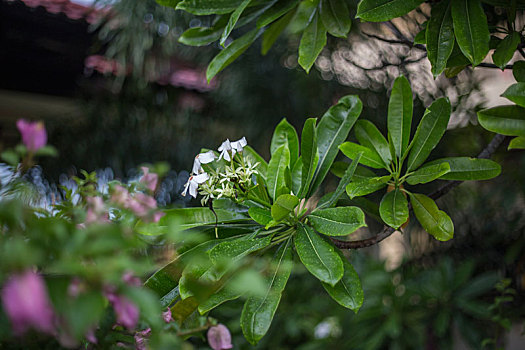 热带景观植物