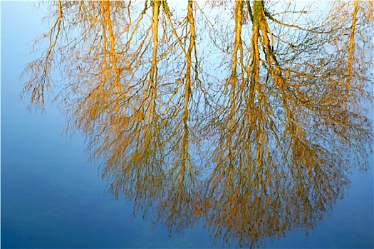 反射,树,水上