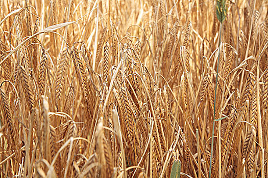 冬小麦,土地