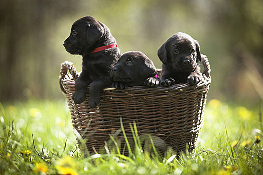 三个,小,黑色拉布拉多犬,小狗,坐,篮子,草地,德国,欧洲