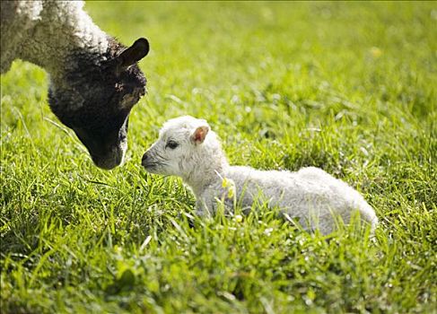 绵羊,羊羔,草场