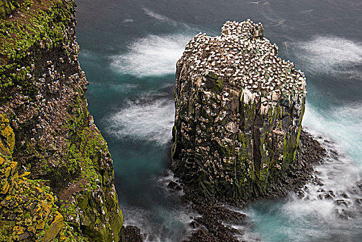北方,塘鹅,憨鲣鸟,生物群,小岛,冰岛,欧洲