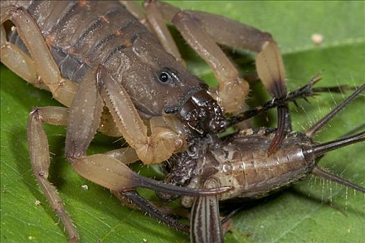蝎子,进食,捕食,树螽,哥斯达黎加