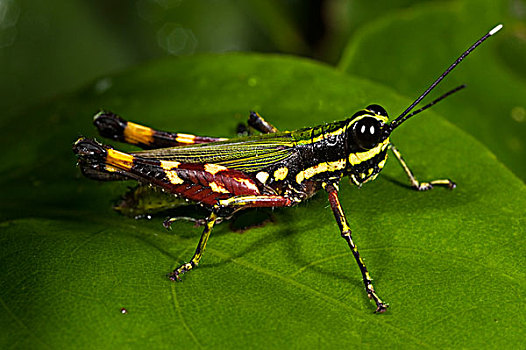 蝗虫,蝗科,河,国家公园,亚马逊河,厄瓜多尔
