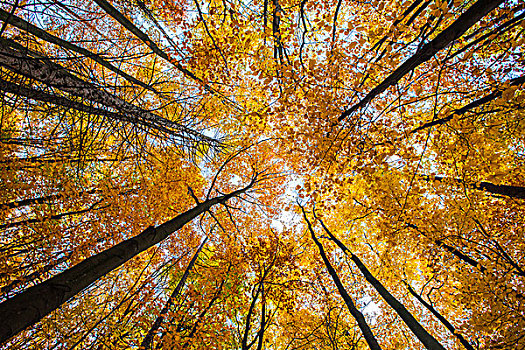 秋天,树林,山毛榉,德国,欧洲