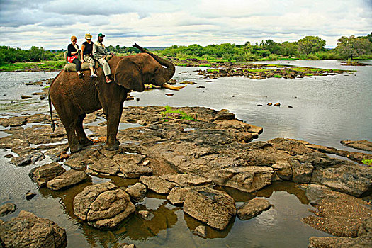 大象,背影,旅游,赞比亚