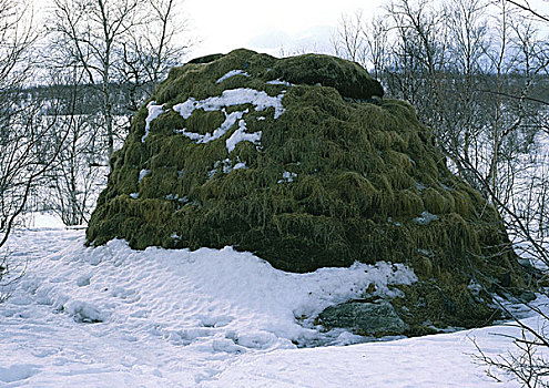 芬兰,遮盖,植被,雪中