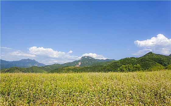 陕西西安蓝田荞麦花观光点