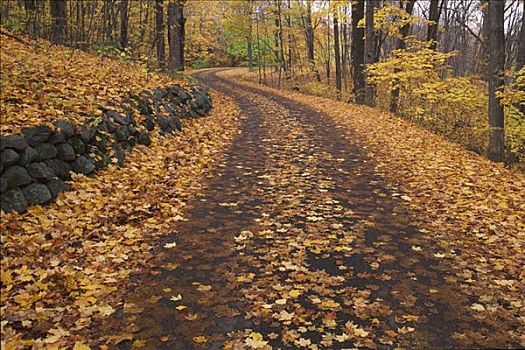 道路,遮盖,秋叶,三个,英里,明尼苏达,风景,树园,美国