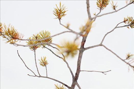 小,树,芽,达拉那,瑞典