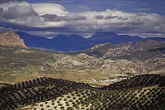 橄榄,果园,安达卢西亚,西班牙
