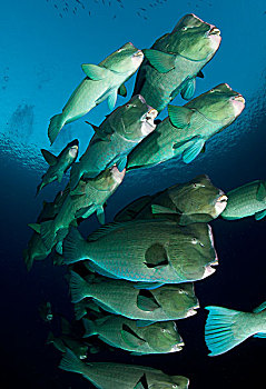 大,鱼群,鹦嘴鱼,巴厘岛,印度尼西亚
