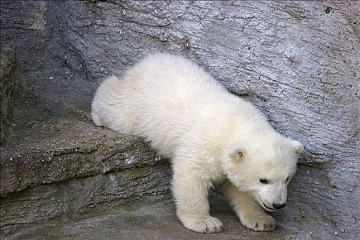 北极熊,幼兽,小心,走,相似,新生,十二月,2007年,美泉宫,动物园,维也纳,奥地利,欧洲