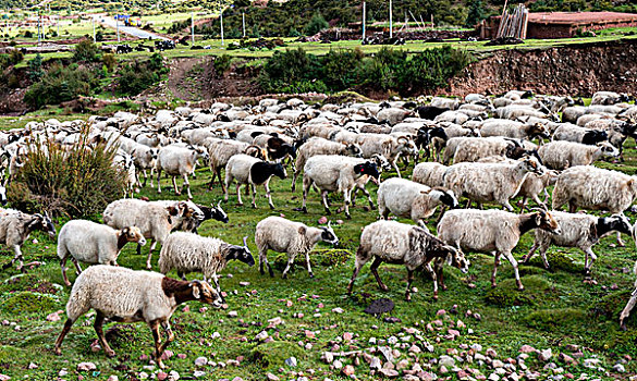 藏区的羊群